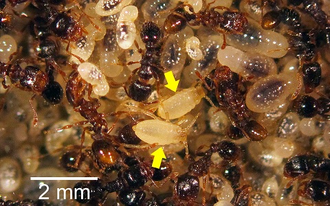 Pulgones en cÃ¡mara de crÃ­a de hormigas